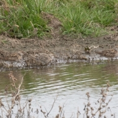 Calidris acuminata at Fyshwick, ACT - 6 Sep 2019