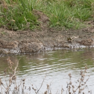 Calidris acuminata at Fyshwick, ACT - 6 Sep 2019