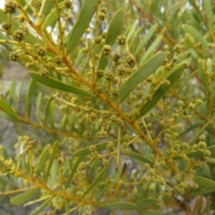 Acacia decora (Showy Wattle) at Wanniassa Hill - 6 Sep 2019 by KumikoCallaway