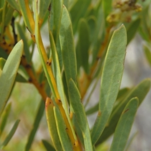 Acacia decora at Tuggeranong DC, ACT - 6 Sep 2019