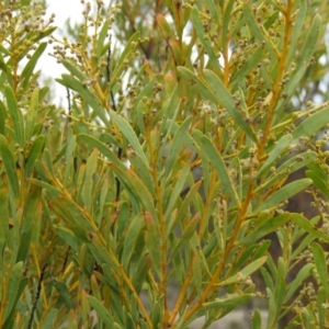 Acacia decora at Tuggeranong DC, ACT - 6 Sep 2019 10:11 AM