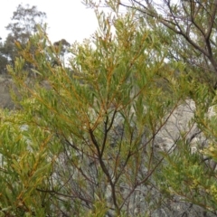 Acacia decora at Tuggeranong DC, ACT - 6 Sep 2019 10:11 AM