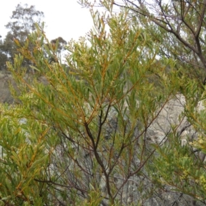 Acacia decora at Tuggeranong DC, ACT - 6 Sep 2019