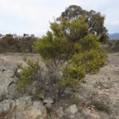 Acacia decora at Tuggeranong DC, ACT - 6 Sep 2019 10:11 AM