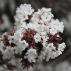 Leucopogon attenuatus (Small-leaved Beard Heath) at Wanniassa Hill - 6 Sep 2019 by KumikoCallaway