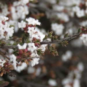 Styphelia attenuata at Tuggeranong DC, ACT - 6 Sep 2019