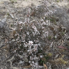 Styphelia attenuata at Tuggeranong DC, ACT - 6 Sep 2019