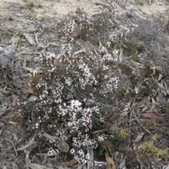 Leucopogon attenuatus at Tuggeranong DC, ACT - 6 Sep 2019