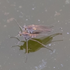 Ephydridae (family) (Shore Flies) at Fyshwick, ACT - 6 Sep 2019 by rawshorty