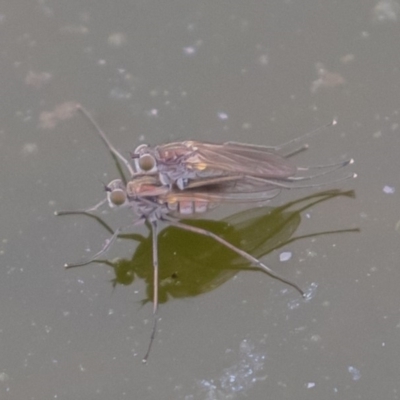Ephydridae sp. (family) (Shore Flies) at Jerrabomberra Wetlands - 6 Sep 2019 by rawshorty