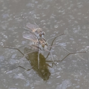 Ephydridae (family) at Fyshwick, ACT - 6 Sep 2019