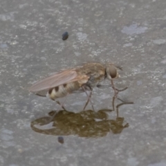 Ephydridae (family) at Fyshwick, ACT - 6 Sep 2019