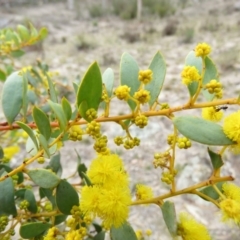 Acacia buxifolia subsp. buxifolia at Fadden, ACT - 6 Sep 2019