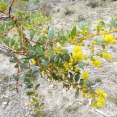 Acacia buxifolia subsp. buxifolia at Fadden, ACT - 6 Sep 2019