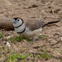 Stizoptera bichenovii (Double-barred Finch) at Campbell, ACT - 6 Sep 2019 by rawshorty