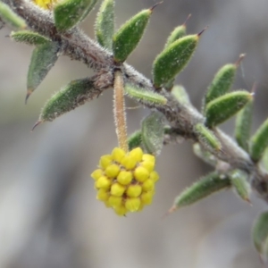 Acacia gunnii at Fadden, ACT - 6 Sep 2019