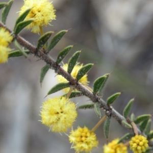 Acacia gunnii at Fadden, ACT - 6 Sep 2019