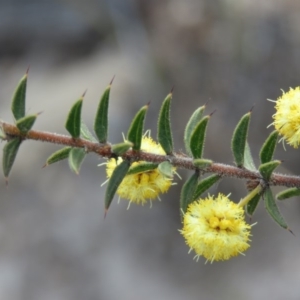 Acacia gunnii at Fadden, ACT - 6 Sep 2019