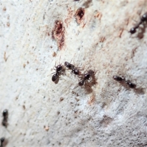 Anonychomyrma sp. (genus) at Aranda, ACT - 6 Sep 2019 02:06 PM