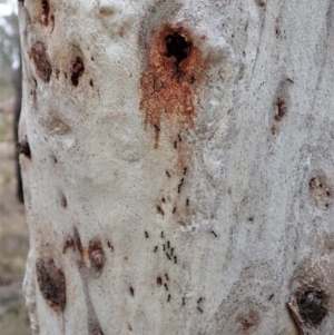 Anonychomyrma sp. (genus) at Aranda, ACT - 6 Sep 2019 02:06 PM