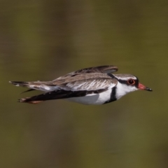 Charadrius melanops (Black-fronted Dotterel) at Fyshwick, ACT - 5 Sep 2019 by rawshorty