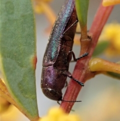 Melobasis thoracica (A jewel beetle) at Aranda Bushland - 6 Sep 2019 by CathB