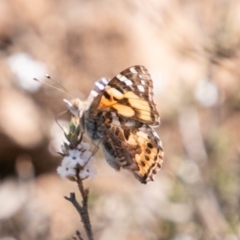 Vanessa kershawi (Australian Painted Lady) at Namadgi National Park - 3 Sep 2019 by SWishart