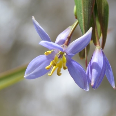 Stypandra glauca (Nodding Blue Lily) at Wanniassa Hill - 6 Sep 2019 by KumikoCallaway
