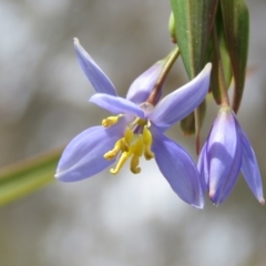 Stypandra glauca (Nodding Blue Lily) at Fadden, ACT - 6 Sep 2019 by KumikoCallaway