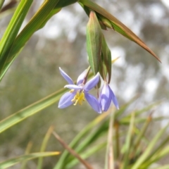 Stypandra glauca at Fadden, ACT - 6 Sep 2019