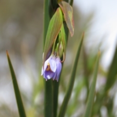 Stypandra glauca at Fadden, ACT - 6 Sep 2019