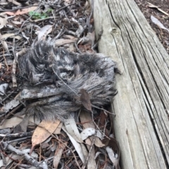 Podargus strigoides (Tawny Frogmouth) at ANBG - 4 Sep 2019 by HelenCross