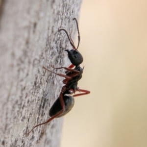 Dolichoderus doriae at Tennent, ACT - 3 Sep 2019