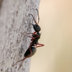 Dolichoderus doriae (Dolly ant) at Tennent, ACT - 3 Sep 2019 by SWishart