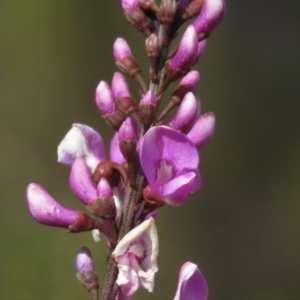 Indigofera australis subsp. australis at Fadden, ACT - 6 Sep 2019 10:30 AM