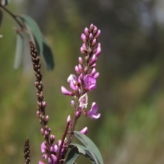 Indigofera australis subsp. australis at Fadden, ACT - 6 Sep 2019