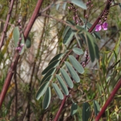 Indigofera australis subsp. australis at Fadden, ACT - 6 Sep 2019