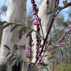 Indigofera australis subsp. australis at Fadden, ACT - 6 Sep 2019 10:30 AM