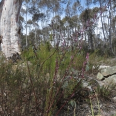 Indigofera australis subsp. australis at Fadden, ACT - 6 Sep 2019 10:30 AM