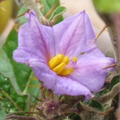 Solanum cinereum (Narrawa Burr) at Tuggeranong DC, ACT - 6 Sep 2019 by KumikoCallaway
