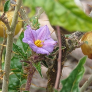 Solanum cinereum at Tuggeranong DC, ACT - 6 Sep 2019