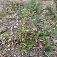 Solanum cinereum at Tuggeranong DC, ACT - 6 Sep 2019