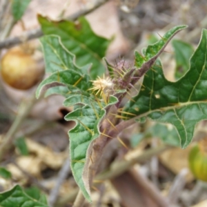 Solanum cinereum at Tuggeranong DC, ACT - 6 Sep 2019