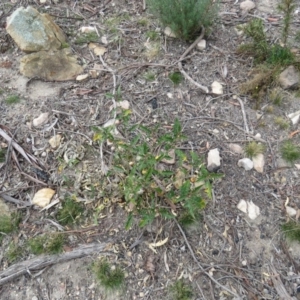 Solanum cinereum at Tuggeranong DC, ACT - 6 Sep 2019