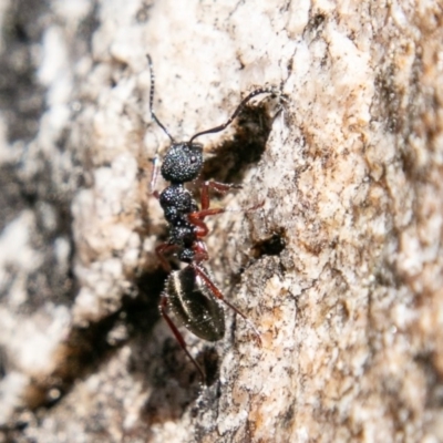 Dolichoderus scabridus (Dolly ant) at Namadgi National Park - 3 Sep 2019 by SWishart