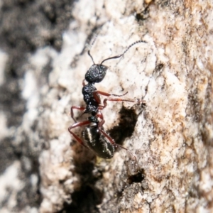 Dolichoderus scabridus at Tennent, ACT - 3 Sep 2019 12:47 PM