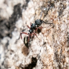 Dolichoderus scabridus at Tennent, ACT - 3 Sep 2019 12:47 PM