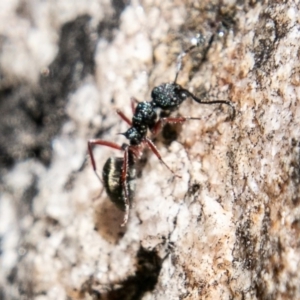 Dolichoderus scabridus at Tennent, ACT - 3 Sep 2019 12:47 PM