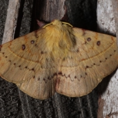 Anthela acuta at Rosedale, NSW - 31 Aug 2019