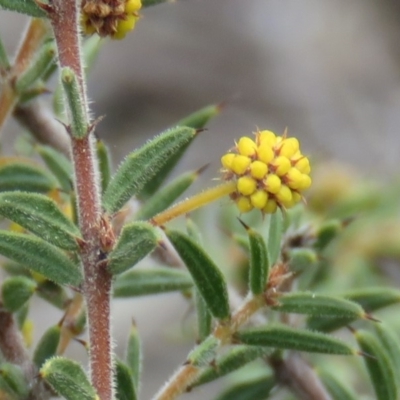 Acacia gunnii (Ploughshare Wattle) at Wanniassa Hill - 6 Sep 2019 by KumikoCallaway